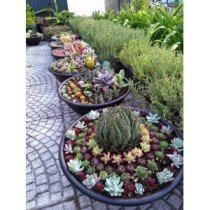 Plantes d'extérieur