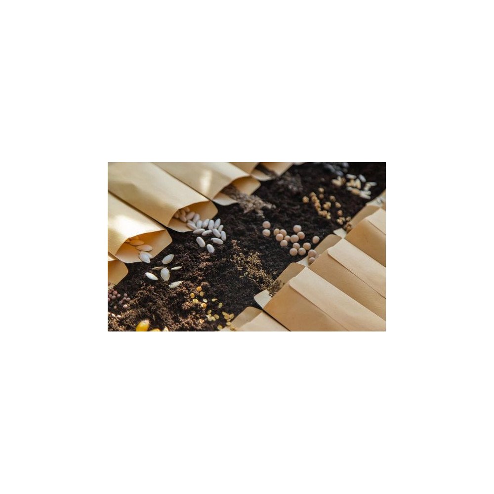 Semences Bio de Haute Qualité