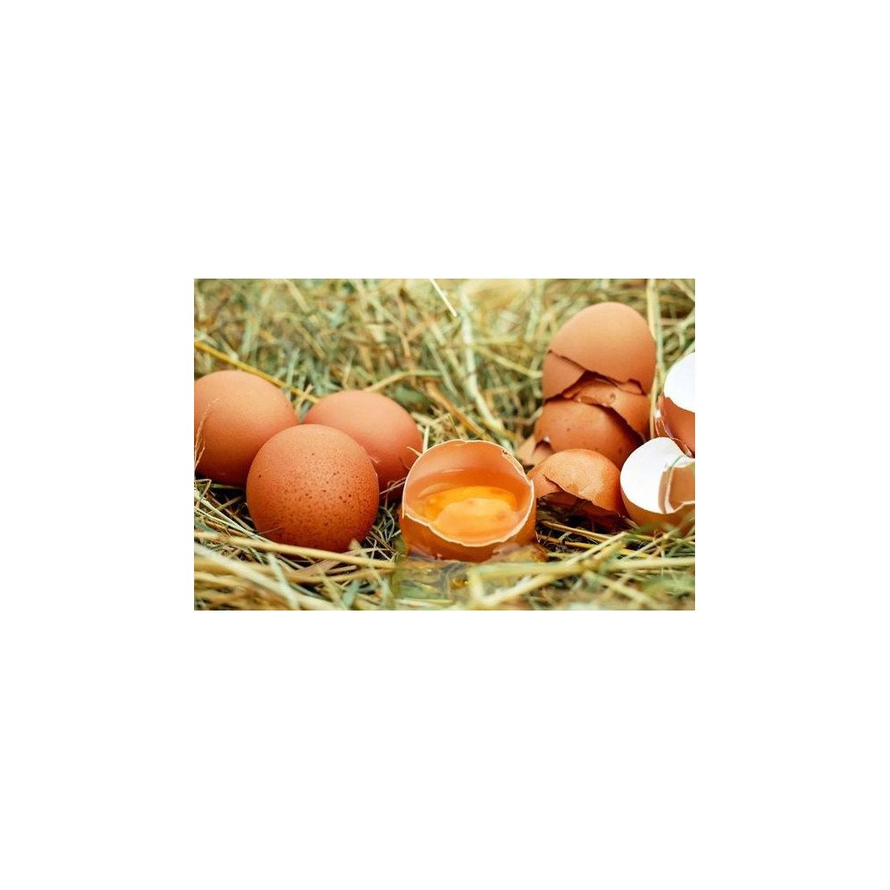 Œufs de Plein Air