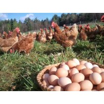 Œufs de Ferme