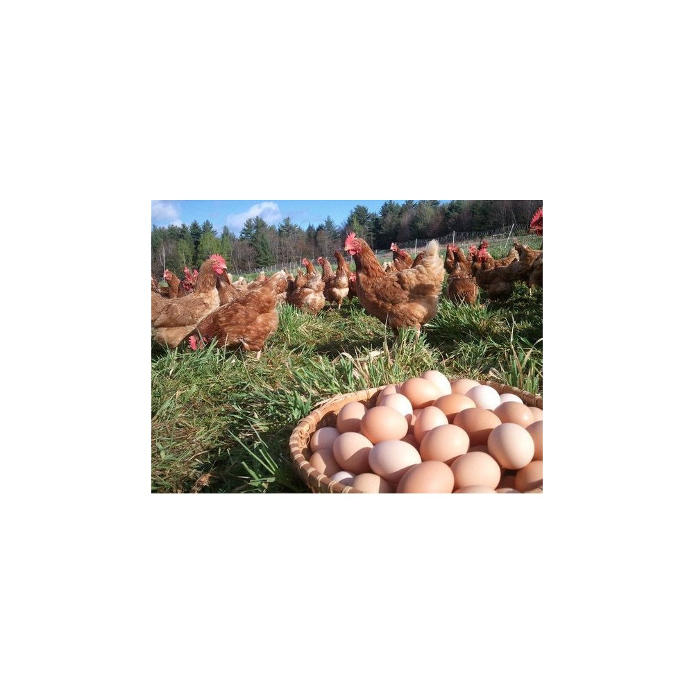 Œufs de Ferme