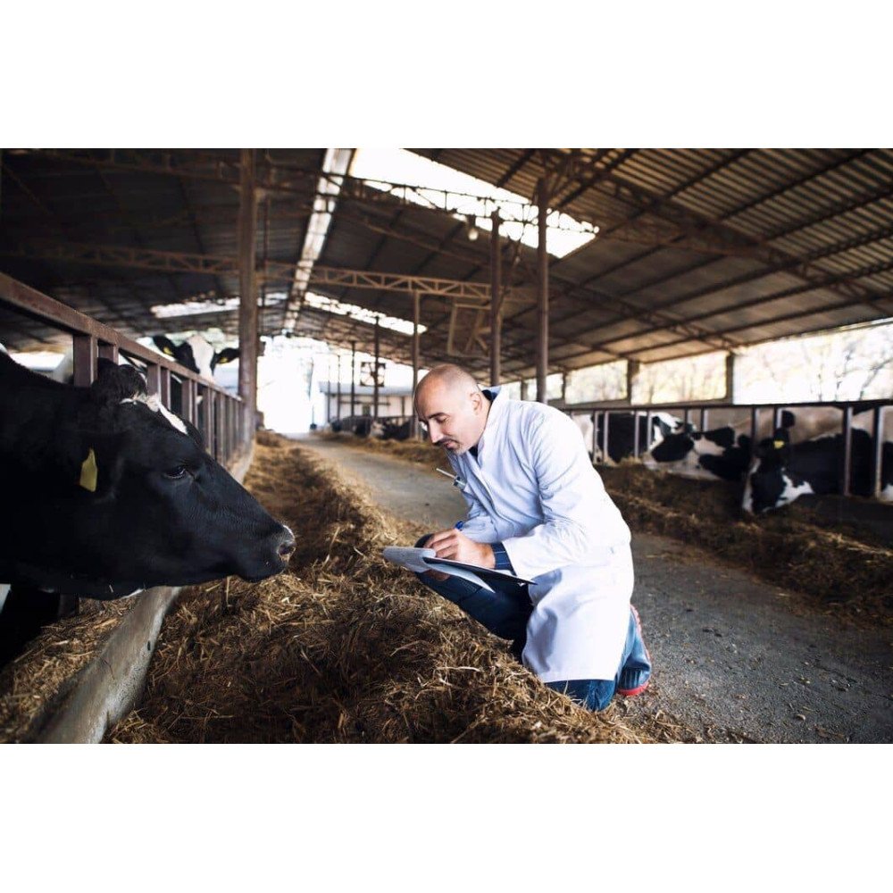 Services d'Insémination Artificielle