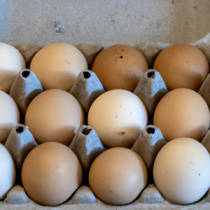 Oeufs Bio de Poules Élevées en Liberté