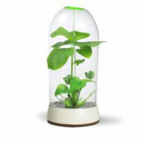 Vase HydroFlore